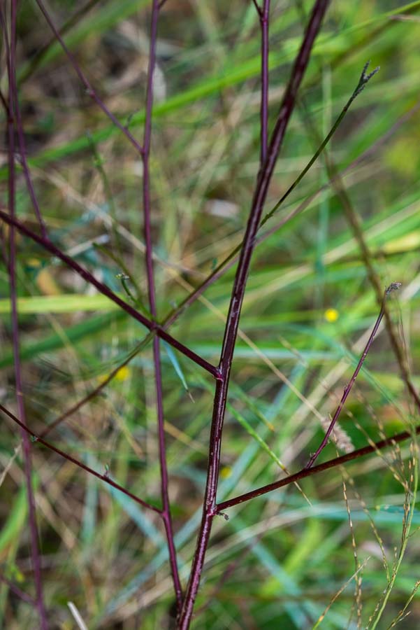 Trigonella altissima (=Melilotus altissimus) / Meliloto altissimo